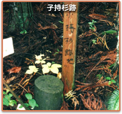 子持杉跡