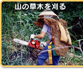 �R�̑��؂�����